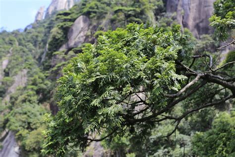 常見樹種|臺灣的校園樹木 iNaturalist